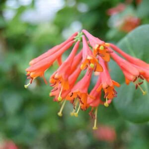 Lonicera × brownii 'Dropmore Scarlet' 150-175 cm